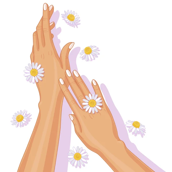 Eller ve papatya çiçeği — Stok Vektör