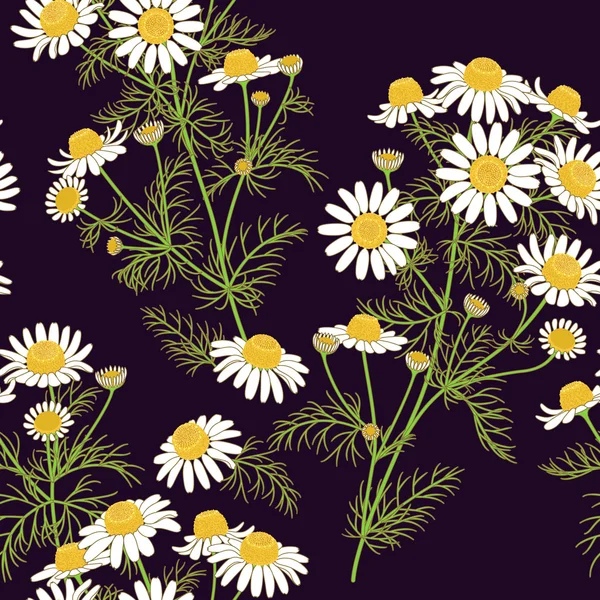 Wild Chamomile Pattern. — Stock Vector