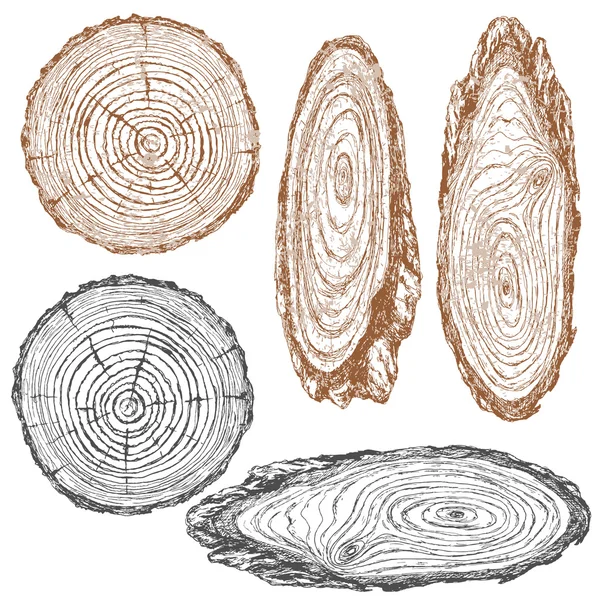 Textura de madera de tronco árbol boceto — Vector de stock