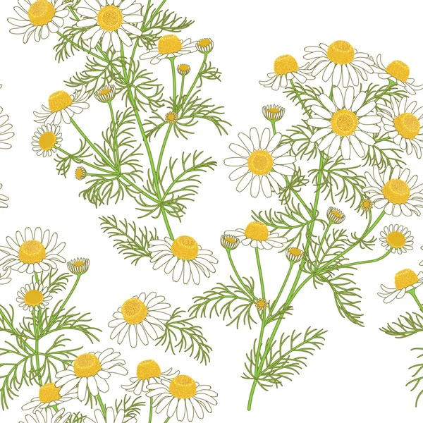 Chamomile Pattern on White. — Stock Vector