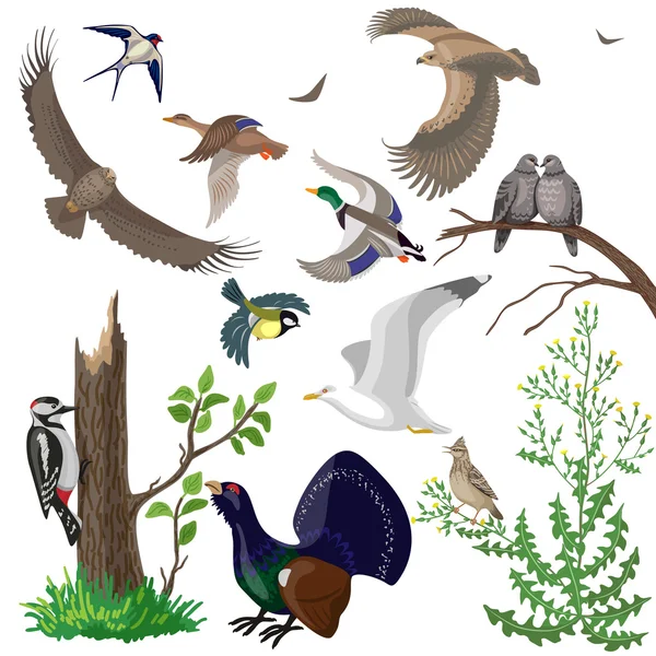 Set of Wild Birds — Stock Vector