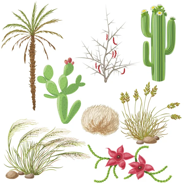 Set of Steppe and Desert Plants — Stock Vector