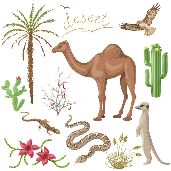 Desert plants and animals set — Stock Illustration Desert plants and animals set Royalty Free Stock Vectors