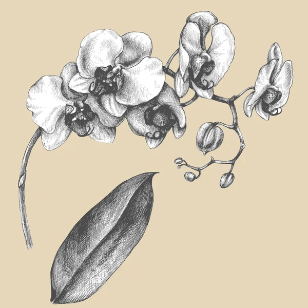 Rama de orquídea con hoja . — Archivo Imágenes Vectoriales