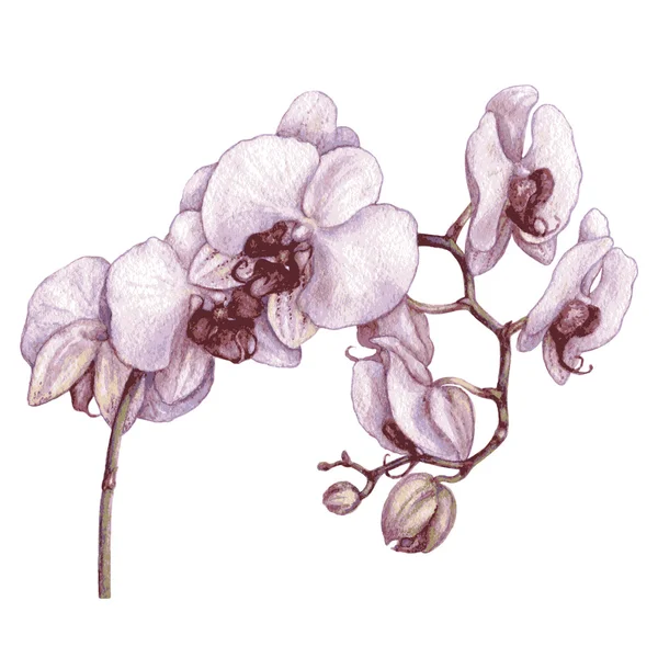 Акварель орхидеи . — стоковый вектор