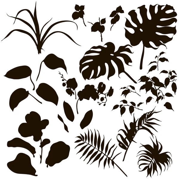 Aantal tropische planten silhouet. — Stockvector