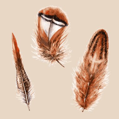 Suluboya tüyler el çekilmiş.