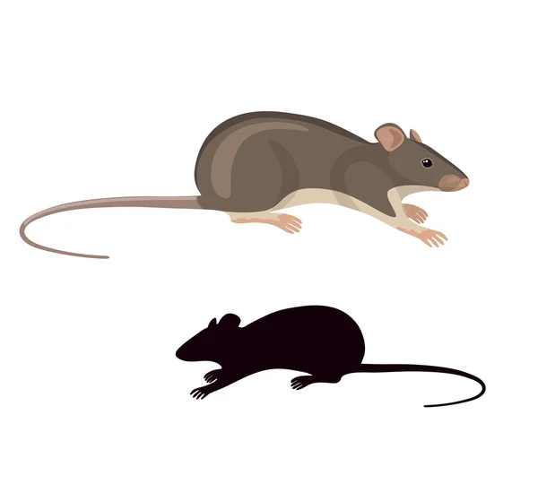 Souris de champ de dessin animé . — Image vectorielle