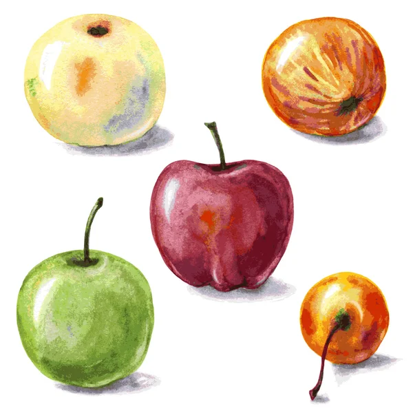 Set aus verschiedenen Äpfeln. — Stockvektor