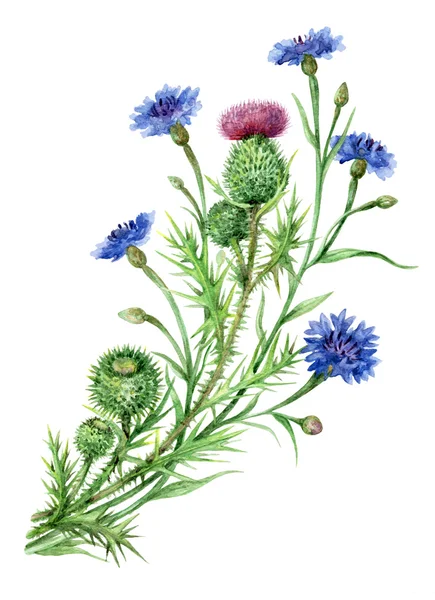 Thistle and cornflowers bunch. — Stock Photo, Image