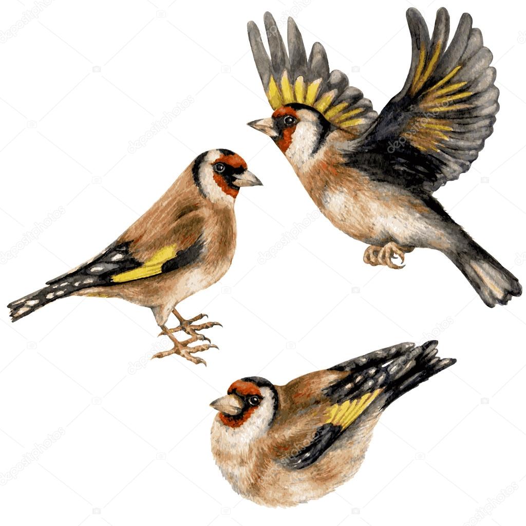 Watercolor Three Goldfinches