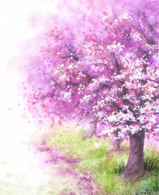 Çiçekli Sakura ağacı.
