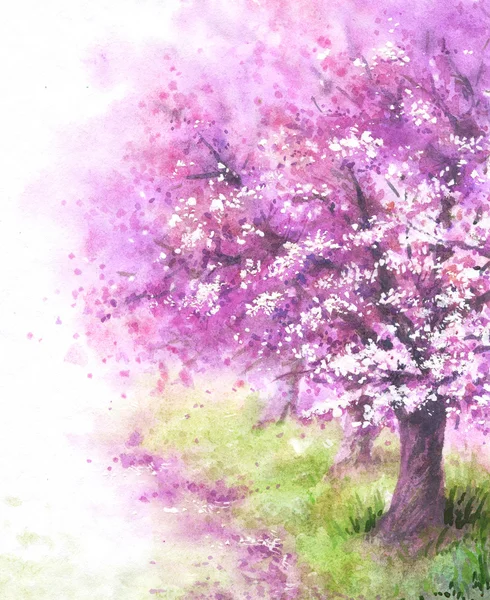 Kwitnące drzewa Sakura. — Zdjęcie stockowe