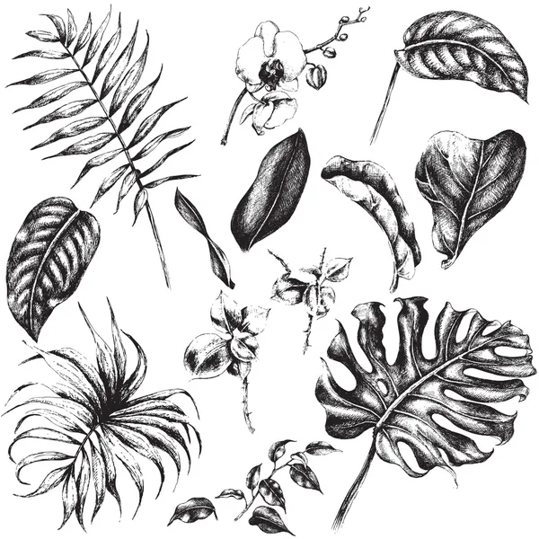 Verzameling van tropische plant blad. — Stockvector