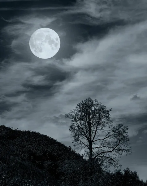 alone tree with moon on cloud sky night landscape