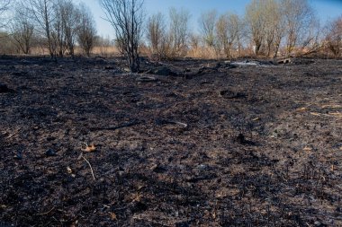 Yangından sonra küçük bir orman ve çalılık manzarası. Birisi çimleri yakmış. Yangın tarlayı yaktı. Siyah ve gri kül, kül, kömür. Bahar. Gün.