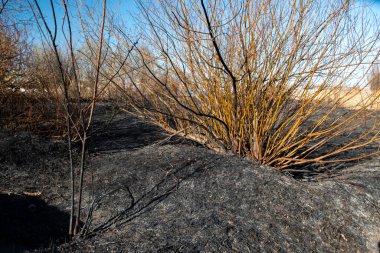 Yangından sonra küçük bir orman ve çalılık manzarası. Birisi çimleri yakmış. Yangın tarlayı yaktı. Siyah ve gri kül, kül, kömür. Bahar. Gün.