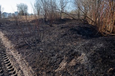 Yangından sonra küçük bir orman ve çalılık manzarası. Birisi çimleri yakmış. Yangın tarlayı yaktı. Siyah ve gri kül, kül, kömür. Bahar. Gün.
