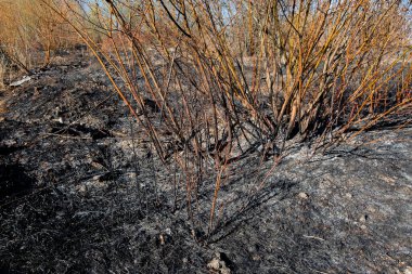 Yangından sonra küçük bir orman ve çalılık manzarası. Birisi çimleri yakmış. Yangın tarlayı yaktı. Siyah ve gri kül, kül, kömür. Bahar. Gün.