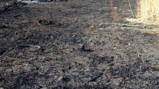大火后的小树林和灌木景观 有人放火烧了干草 大火烧毁了田野 黑灰灰 — 图库视频影像