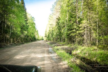 Karelian taygası arasındaki yol. Yolun kenarındaki çam ormanı. Karelia 'ya bir gezi. Ağaçların arasında otoyol. Güzel yerlere gezintiye çıkmak. Karelia. Gün.