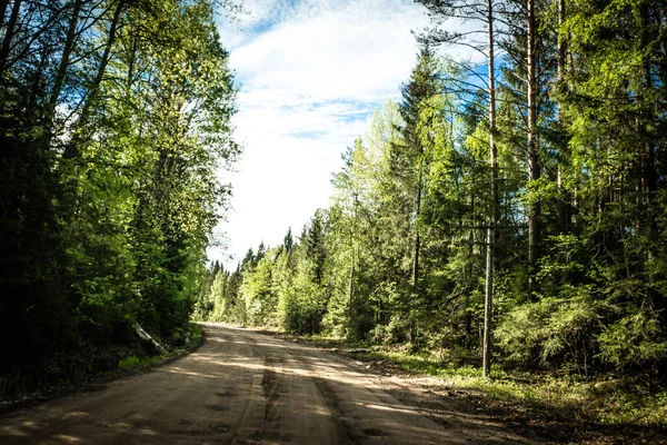 Karelian taygası arasındaki yol. Yolun kenarındaki çam ormanı. Karelia 'ya bir gezi. Ağaçların arasında otoyol. Güzel yerlere gezintiye çıkmak. Karelia. Gün.