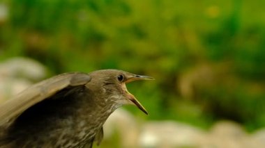 Songbird pilici. Genç bir kuşun tüyleri. - Rusya. İyi günler. Bahar.