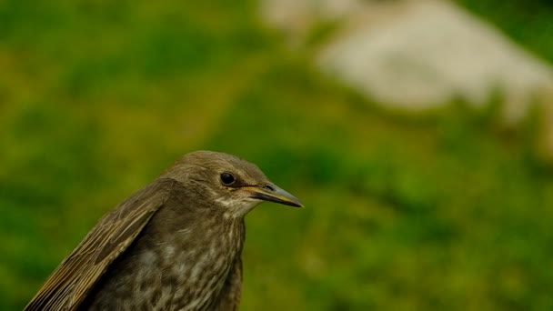 Songbird Pilici Genç Bir Kuşun Tüyleri Rusya Günler Bahar — Stok video