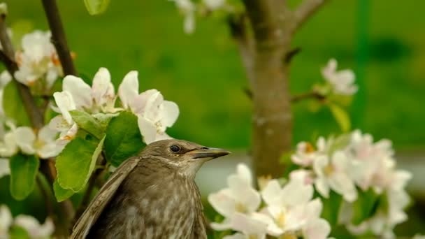 Songbird Chick Feathers Young Bird Russia Day Spring — Stock Video