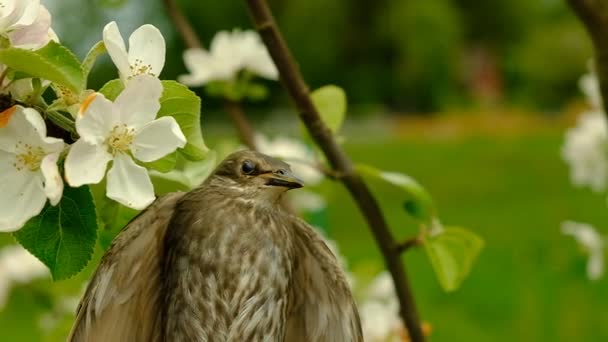Songbird Chick Feathers Young Bird Russia Day Spring — Stock Video