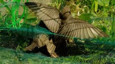 Songbird pilici. Genç bir kuşun tüyleri. - Rusya. İyi günler. Bahar.