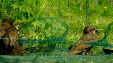 Songbird pilici. Genç bir kuşun tüyleri. - Rusya. İyi günler. Bahar.