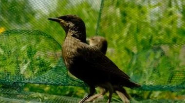 Songbird pilici. Genç bir kuşun tüyleri. - Rusya. İyi günler. Bahar.