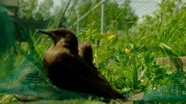 ソングバード 下と若い鳥の羽 ロシアだ — ストック動画