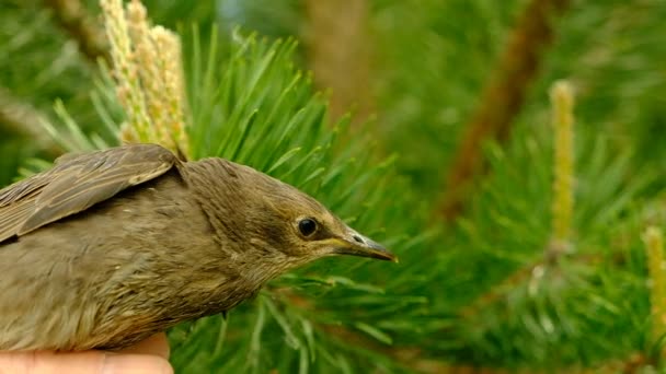 Songbird Chick Feathers Young Bird Russia Day Spring — Stock Video