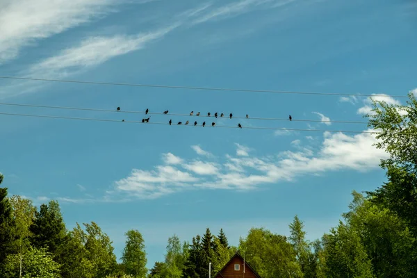 Flock Birds Sitting Electrical Wires Black Birds Background Blue Sky — Photo