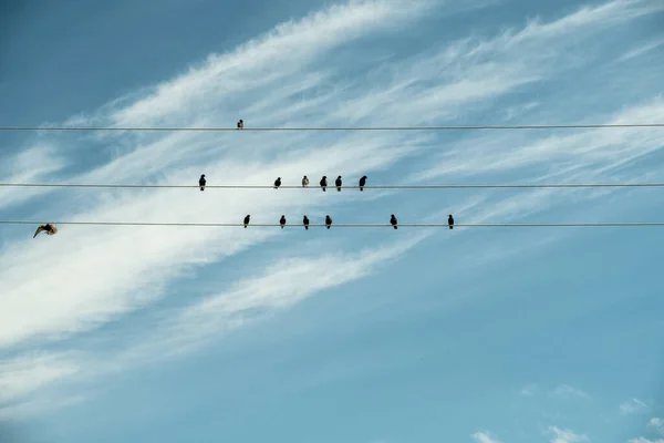 Flock Birds Sitting Electrical Wires Black Birds Background Blue Sky — Stock Photo, Image