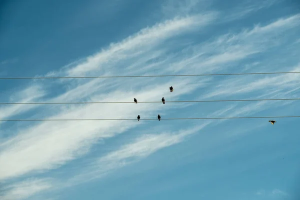 Flock Birds Sitting Electrical Wires Black Birds Background Blue Sky — Photo