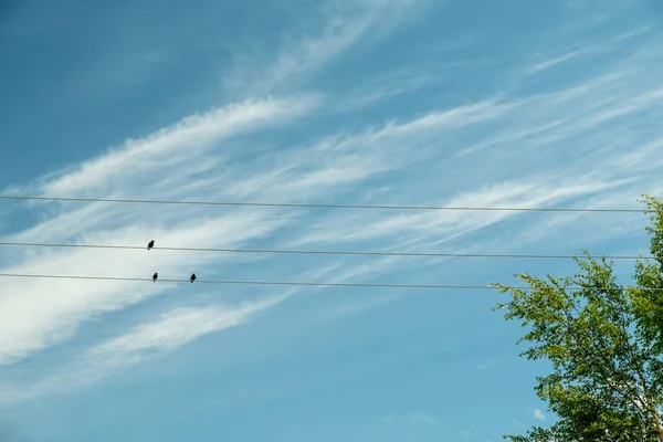 Flock Birds Sitting Electrical Wires Black Birds Background Blue Sky — Photo