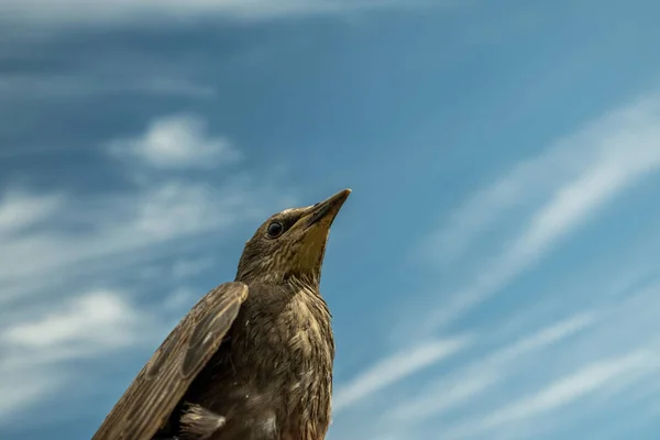 Songbird Pilici Genç Bir Kuşun Tüyleri Rusya Günler Bahar — Stok fotoğraf