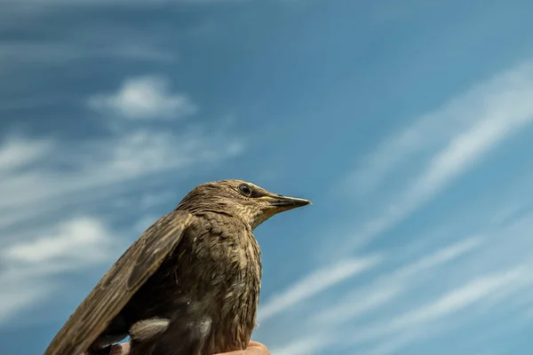 Songbird Pilici Genç Bir Kuşun Tüyleri Rusya Günler Bahar — Stok fotoğraf