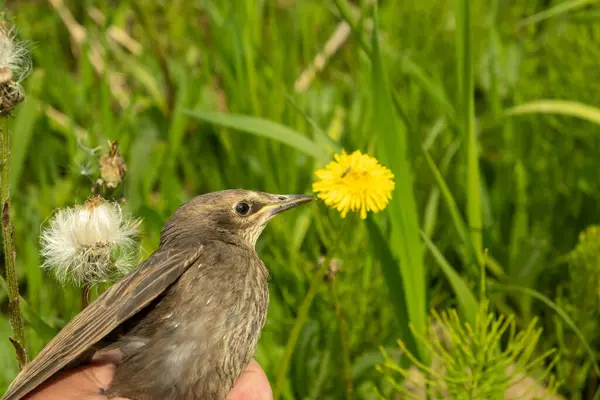 Songbird Brud Ner Och Fjädrar Ung Fågel Ryssland Dagen Våren — Stockfoto