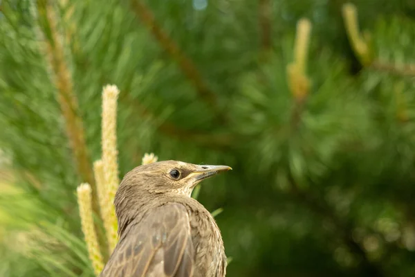Songbird Kuiken Duiken Veren Van Een Jonge Vogel Rusland Dag — Stockfoto