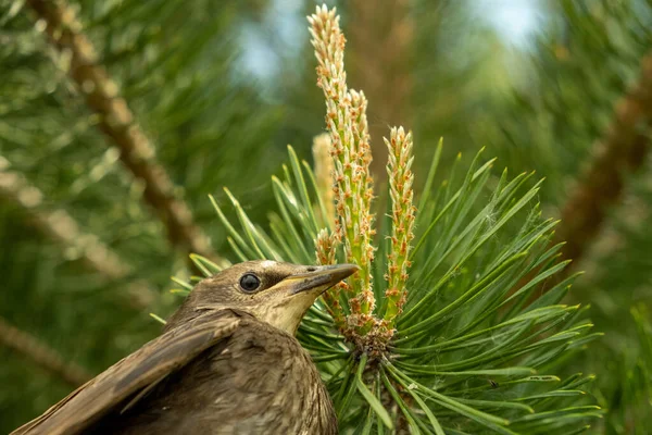 Songbird Kuiken Duiken Veren Van Een Jonge Vogel Rusland Dag — Stockfoto