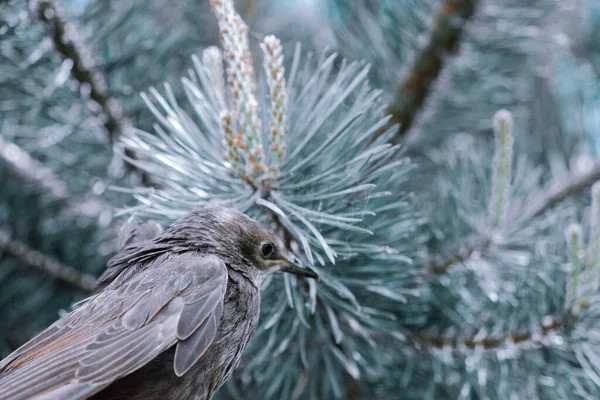 Songbird Pilici Genç Bir Kuşun Tüyleri Rusya Günler Bahar — Stok fotoğraf