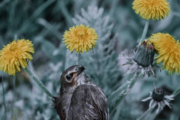 Chica Pájaro Cantor Abajo Las Plumas Pájaro Joven Rusia Día —  Fotos de Stock