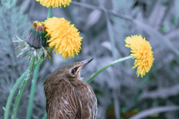 Songbird Kuiken Duiken Veren Van Een Jonge Vogel Rusland Dag — Stockfoto