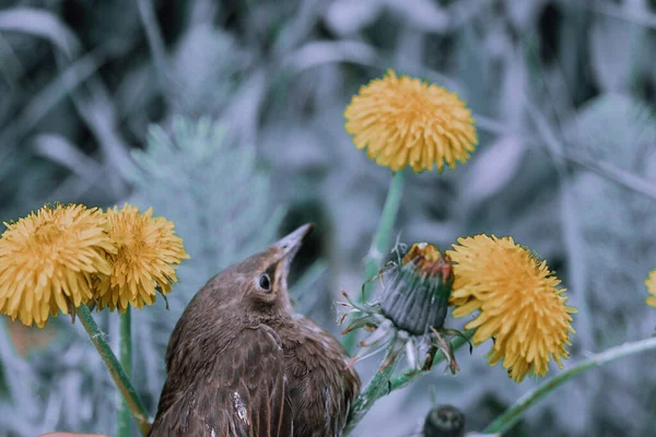 Songbird Pilici Genç Bir Kuşun Tüyleri Rusya Günler Bahar — Stok fotoğraf