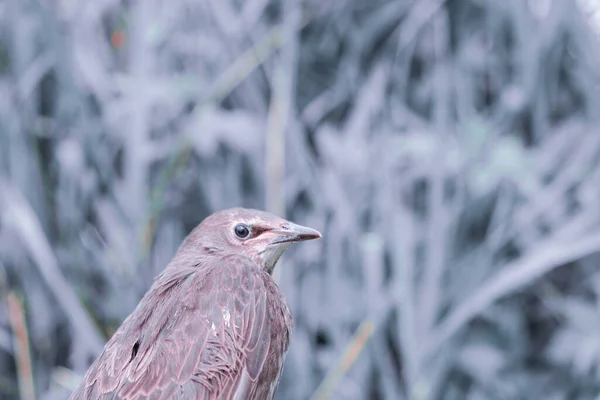 Songbird小鸡 幼鸟的羽毛下垂了 俄罗斯 — 图库照片