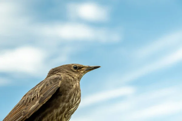 Songbird Pilici Genç Bir Kuşun Tüyleri Rusya Günler Bahar — Stok fotoğraf